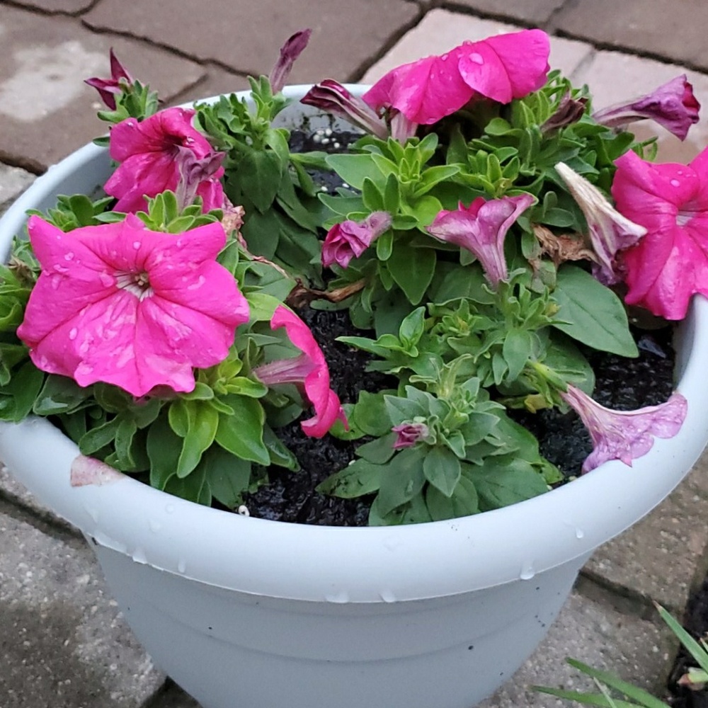 Meet your Posher, Kimmy